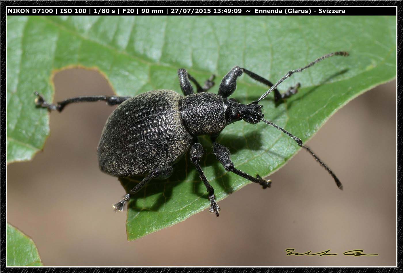 Curculionidae dalla Svizzera 2 - Otiorhynchus salicicola